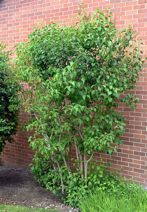 Pruning Lilacs — Seattle's Favorite Garden Store Since 1924 - Swansons ...