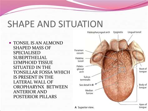 Anatomy Of Tonsil.......................... | PPT