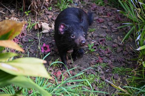 Sounds of the Wild: Listen to the Tasmanian Devil - A-Z Animals