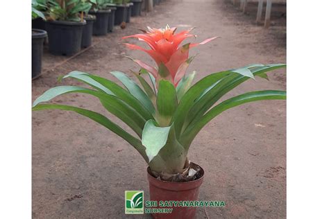 Best Nursery In Kadiyam -Sri Satyanarayana Nursery