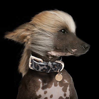 Kanineindia: Pet Store Online | Pet Products Online | Online Pet Store