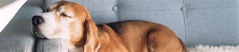Why Do Dogs Sleep So Much? - IAMS