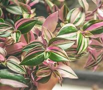 Image result for Baby Bunny Bellies vs Wandering Jew