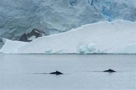 ‘India supports marine protected areas in Antarctica to conserve ocean ...