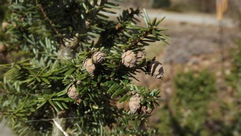 Tsuga canadensis 'Tiny Leaf Upright' - Tiny Leaf Upright Canadian ...