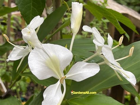 White Butterfly Ginger Plant - a Most Fragrant Ginger - GardensAll