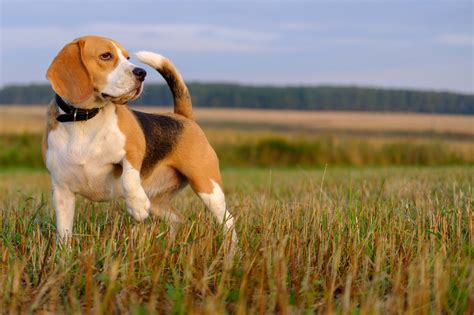 Beagle Hunting Bark at Tyson Walsh blog
