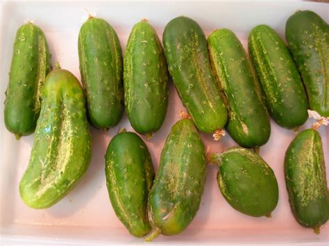 Old-Fashioned Sour Pickle Recipe at Marjorie Lockett blog