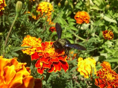 Marangoz Arı (Xylocopa sp.) - agaclar.net