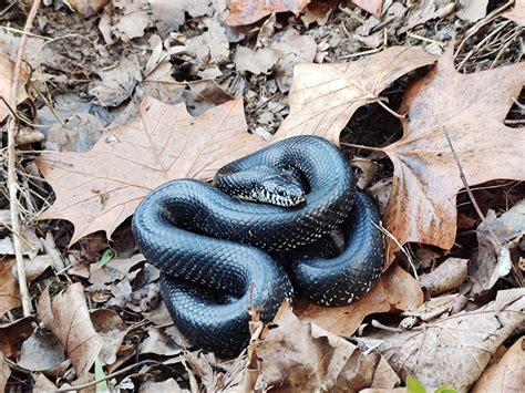 5 Amazing Kentucky Snake Species Found at Fort Knox