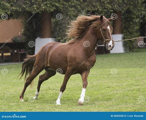 The Peruvian Paso Horse is an Equine Breed Native To Peru, Trotting and ...