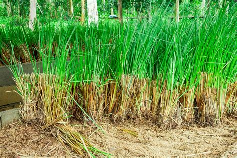 What Is Caribbean Vetiver at Monte Rodriquez blog
