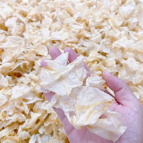 Generic Dried South America Red-Drum Fish Maw Air India | Ubuy