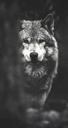 Iphone X Wallpaper Wolf by Wolf Wallpaper For Iphone Wallpapersafari Iphone X Wallpaper Wolf