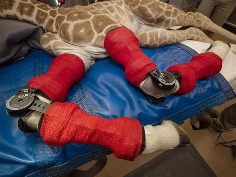 Baby giraffe wears orthotic, runs around like others - Born with ...