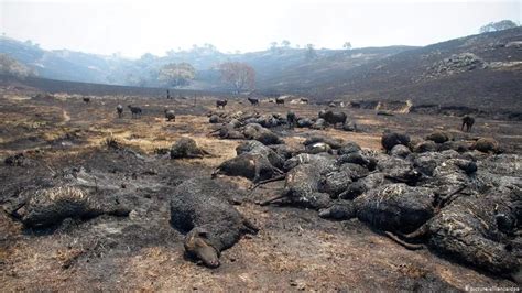 澳洲山火烧死5亿动物，2万考拉丧生：人种下的恶果为何要动物买单？_大火
