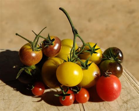 Satva Organic Farm – Satva Farm