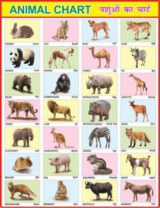 Early Learning Educational Charts for Kids | Animals Chart For Kids ...