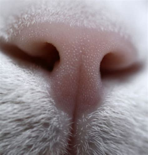 Cat Nose Is Dry at Carl Farr blog