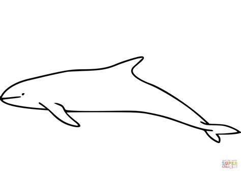 Melon-Headed Whale coloring page | Free Printable Coloring Pages