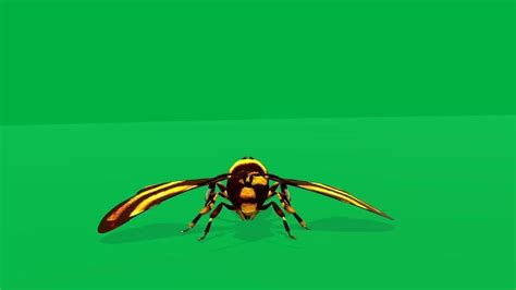 Image result for Free-Flying Bee Video Clips