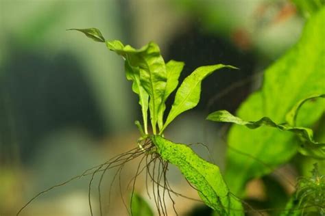 Image result for Growing Java Fern in a Bucket