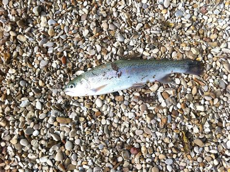 Image result for Poisson Animal