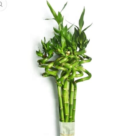 Spillal medium size - Go Green