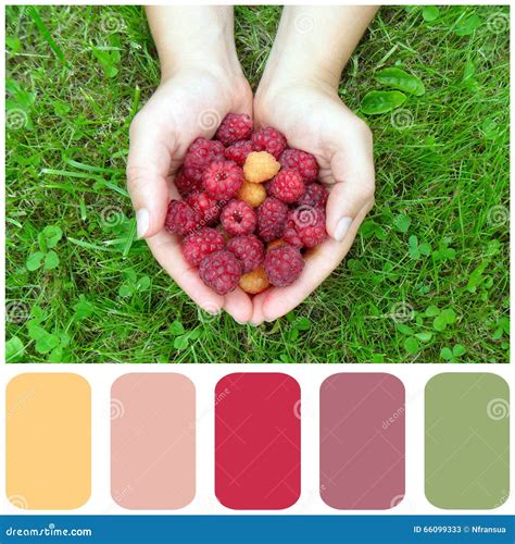 Raspberries, Colour Palette with Color Swatch Stock Image - Image of ...