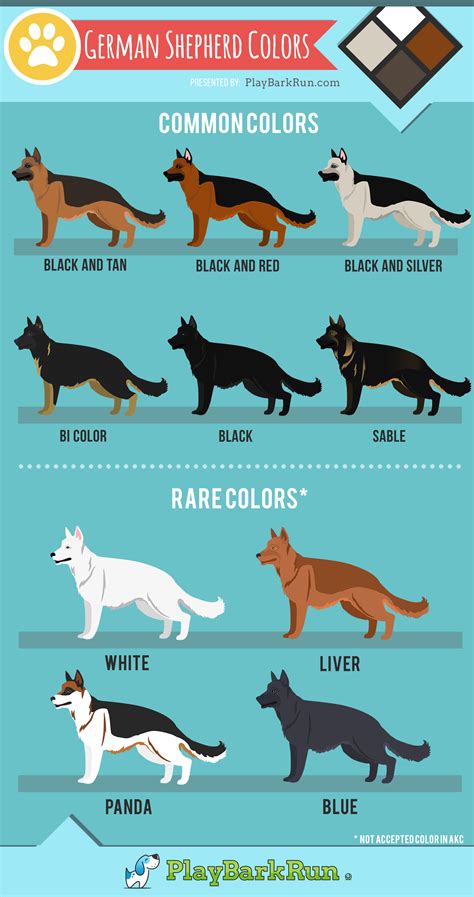 11 German Shepherd Colors (And Coat Care) - PlayBarkRun | German ...