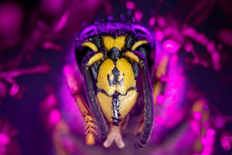 Animal Wallpapers 的图像结果