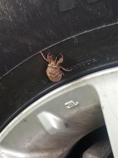 Image result for Alien Bug SCPS