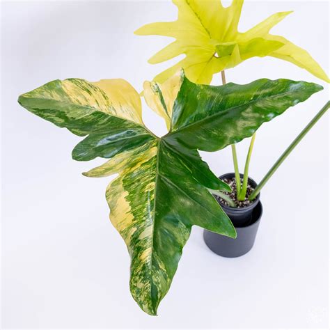 Can Plants Feel Pain? Uncovering the Science Behind Plant Perception and Intelligence – Rare ...