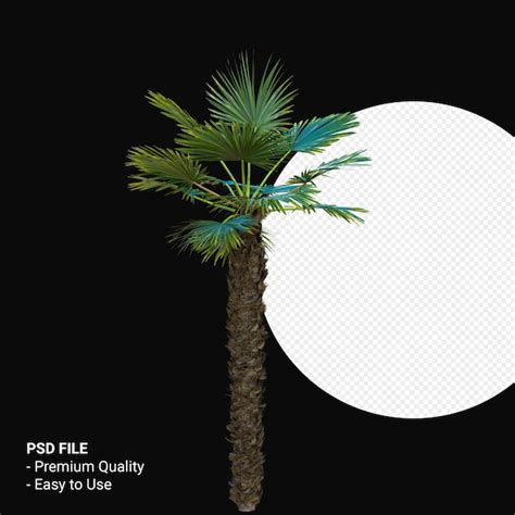 Trachycarpus takil 3d render isolated | Premium PSD