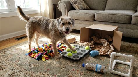 DIY Boredom Busters for Dogs Home Alone