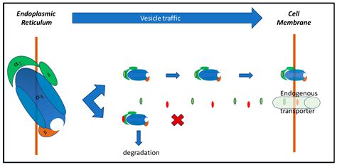 Molecular Mechanisms and Therapeutic Potential of Gabapentin with a Focus on Topical ...