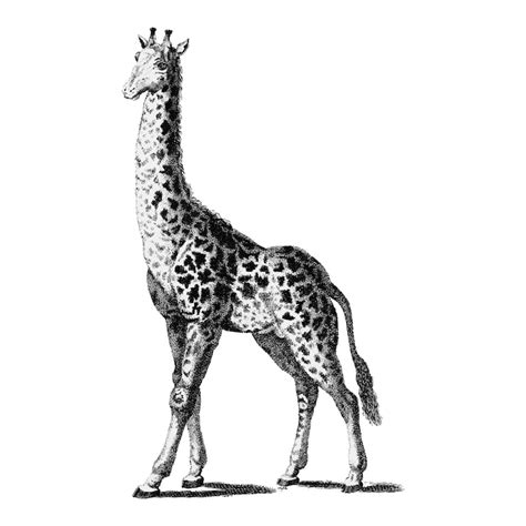 Giraffe head drawing Images - Free Download on Freepik