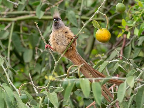 Speckled Mousebird - eBird