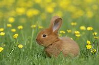 Image result for Cute Bunny Cartoon Front View