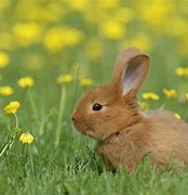 Image result for Cute White Baby Bunny Rabbits