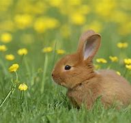Image result for Happy Bunny Images