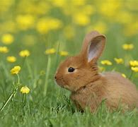 Image result for Cute Bunny Baby Plushies