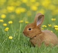 Image result for Cute Bunny Rhyming Name Ideas