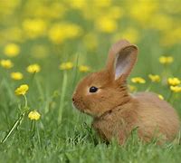 Image result for Cute Bunny White Blue Eye