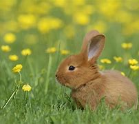 Image result for Baby Brown Bunny Tiny