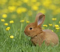 Image result for What Are Baby Bunnies Called