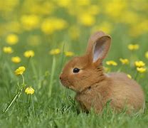 Image result for Cute Bunnies Spring