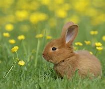 Image result for Cute Tea Cup Bunny