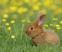 Image result for Cute Cartoon Easter Two Bunnies