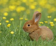 Image result for Real Easter Bunny Pictures